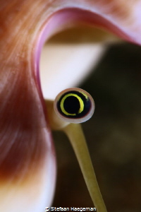 Eye of cone snail by Stefaan Haegeman 